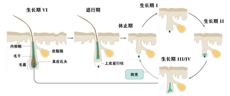 头发生长周期 头发生长周期